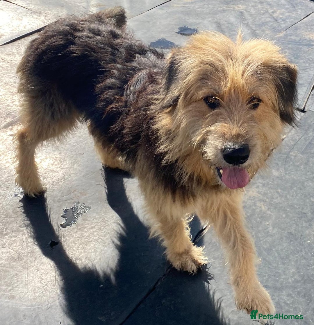 Mixed Breed dogs for adoption: Meet AIDA - a Superb big Girl, for a Loving Home - Image 9