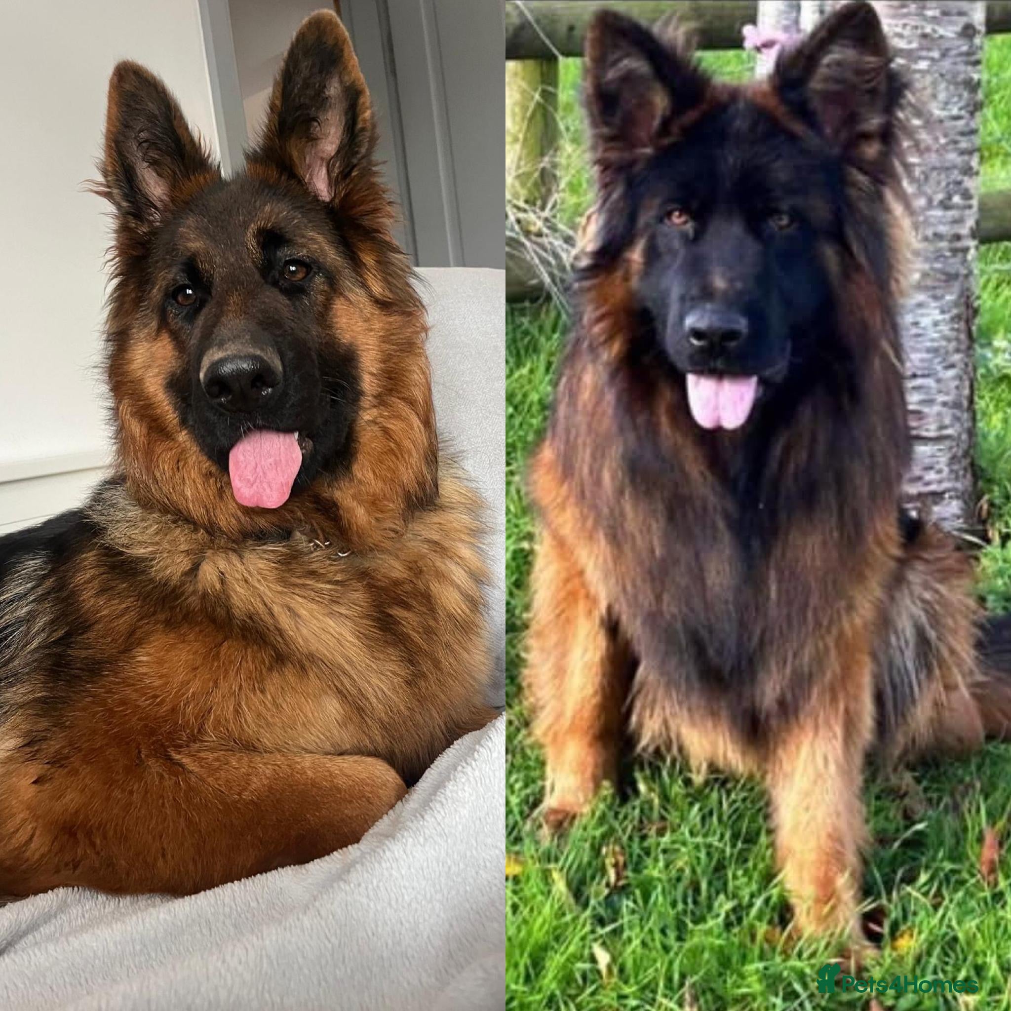 German Shepherd dogs Stunning GSD puppies for sale  - Advert 18
