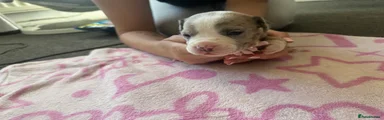 Staffordshire Bull Terrier 9