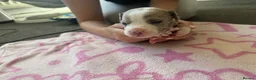 Staffordshire Bull Terrier dogs for sale: Staff puppies for sale  - Advert 4
