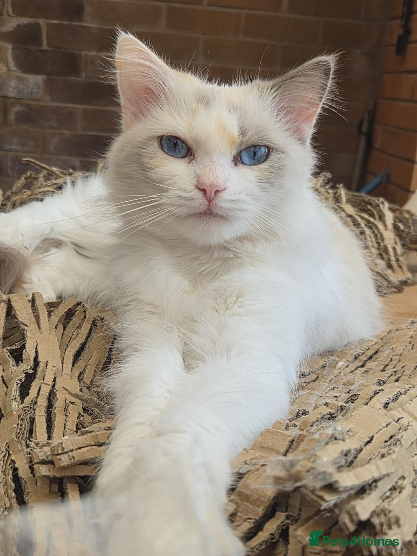 Ragdoll cats Shadow  - Advert 9
