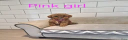 Cavapoochon dogs for sale: 💖 Gorgeous Cavapoochons 💖 - Advert 4