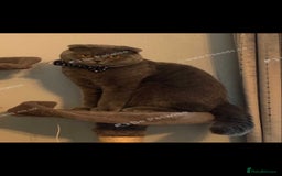 Scottish Fold cats for sale: Male Scottish Fold  - Image 2