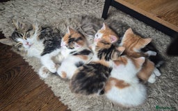 Domestic Shorthair cats for sale: Beautiful family raised kittens  - Image 5