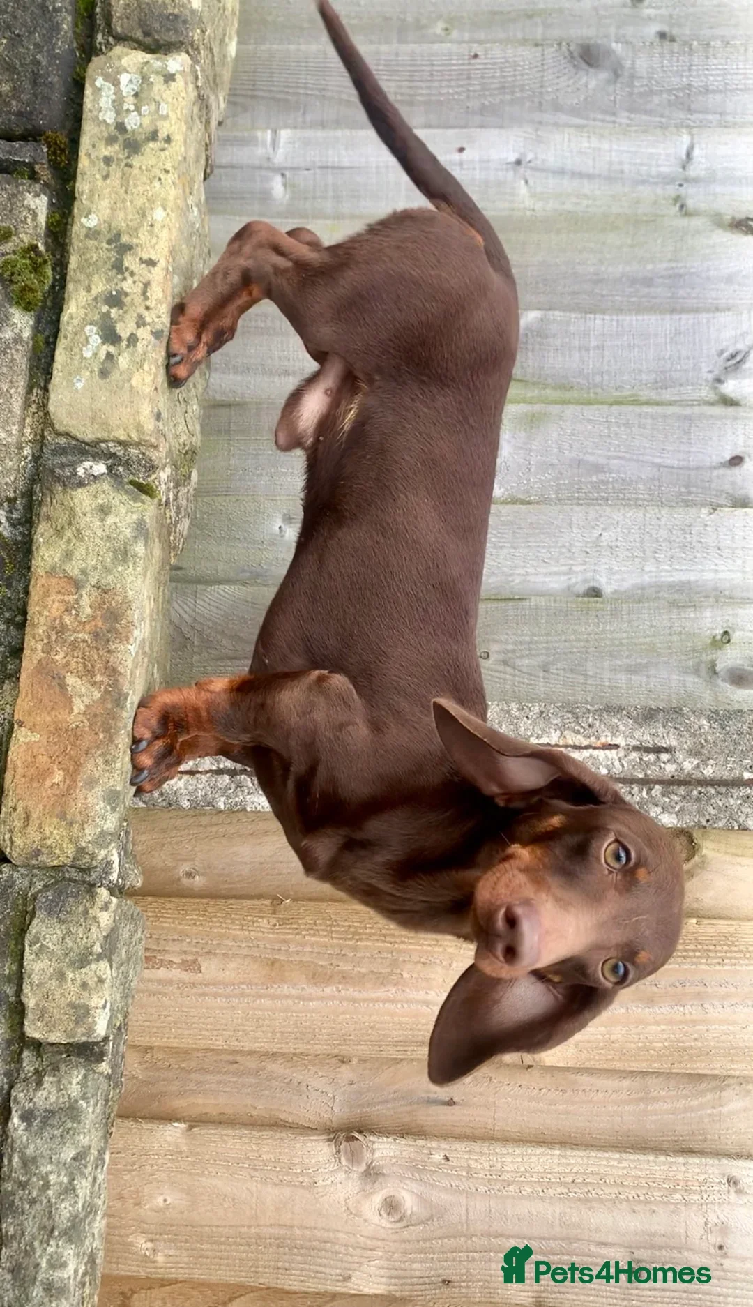 Miniature Dachshund dogs for sale: Stunning top quality short legged mini dachshunds - Advert 8