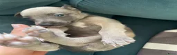 Whippet dogs for sale: Whippet Puppies for sale  - Advert 8