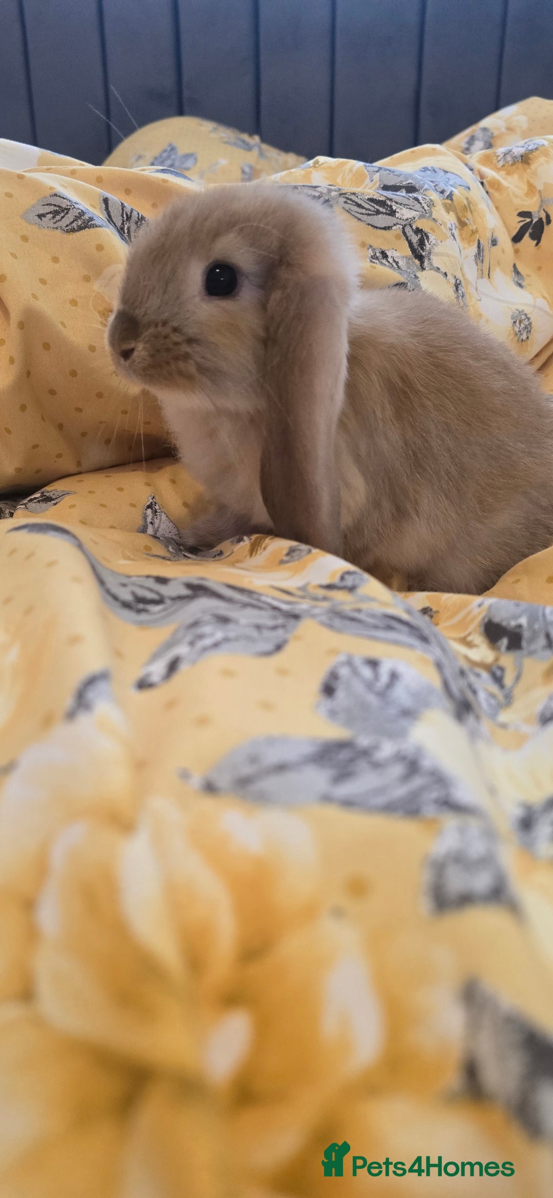 French Lop rabbits for sale: Beautiful French Lop bunnies - Image 31