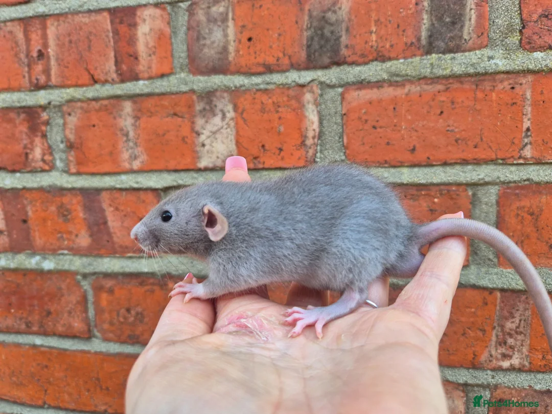 Rat rodents for sale: Various dumbo rats  - Advert 13