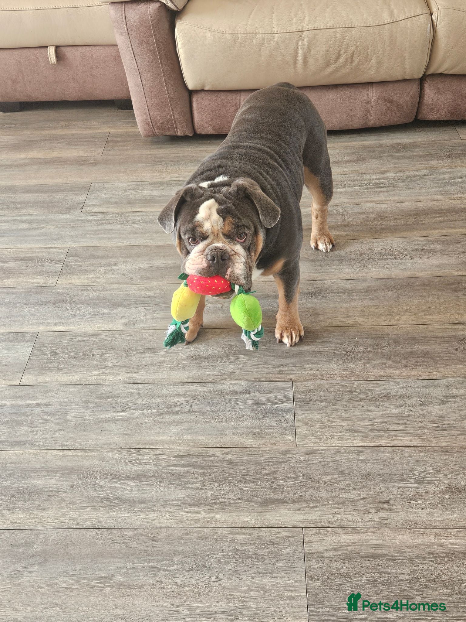English Bulldog dogs For stud - Advert 1
