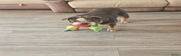 English Bulldog dogs for stud: For stud KC registered  - Advert 1