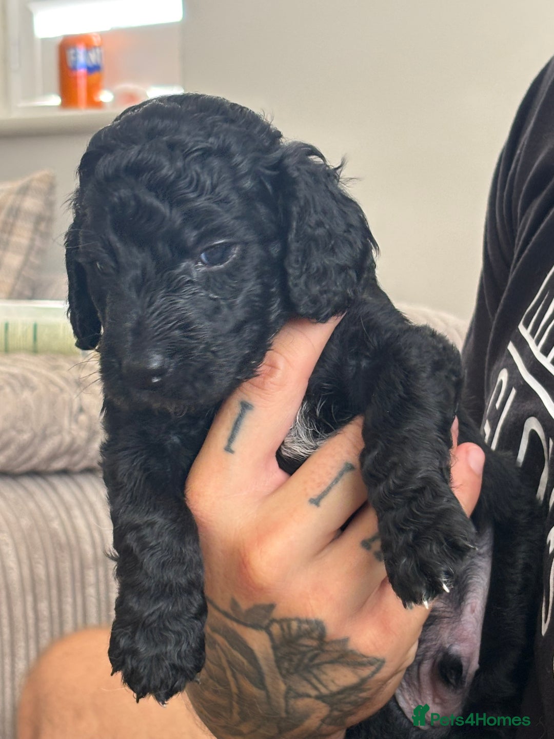 Cockapoo dogs for sale: Beautiful fluffy black cockapoos in Burgess Hill - Image 14