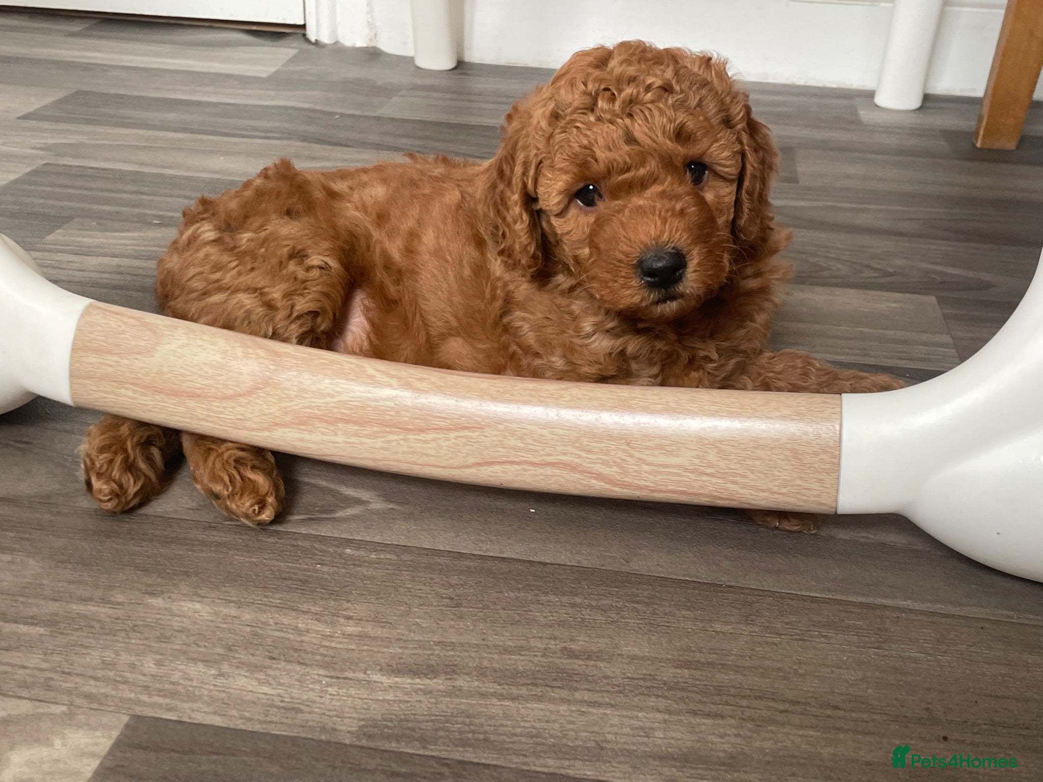 Miniature Poodle dogs KC Registered & Health checked Min. Poodle Puppies - Advert 2