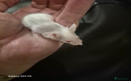 Mouse rodents for sale: Baby Fancy Mice - Image 3