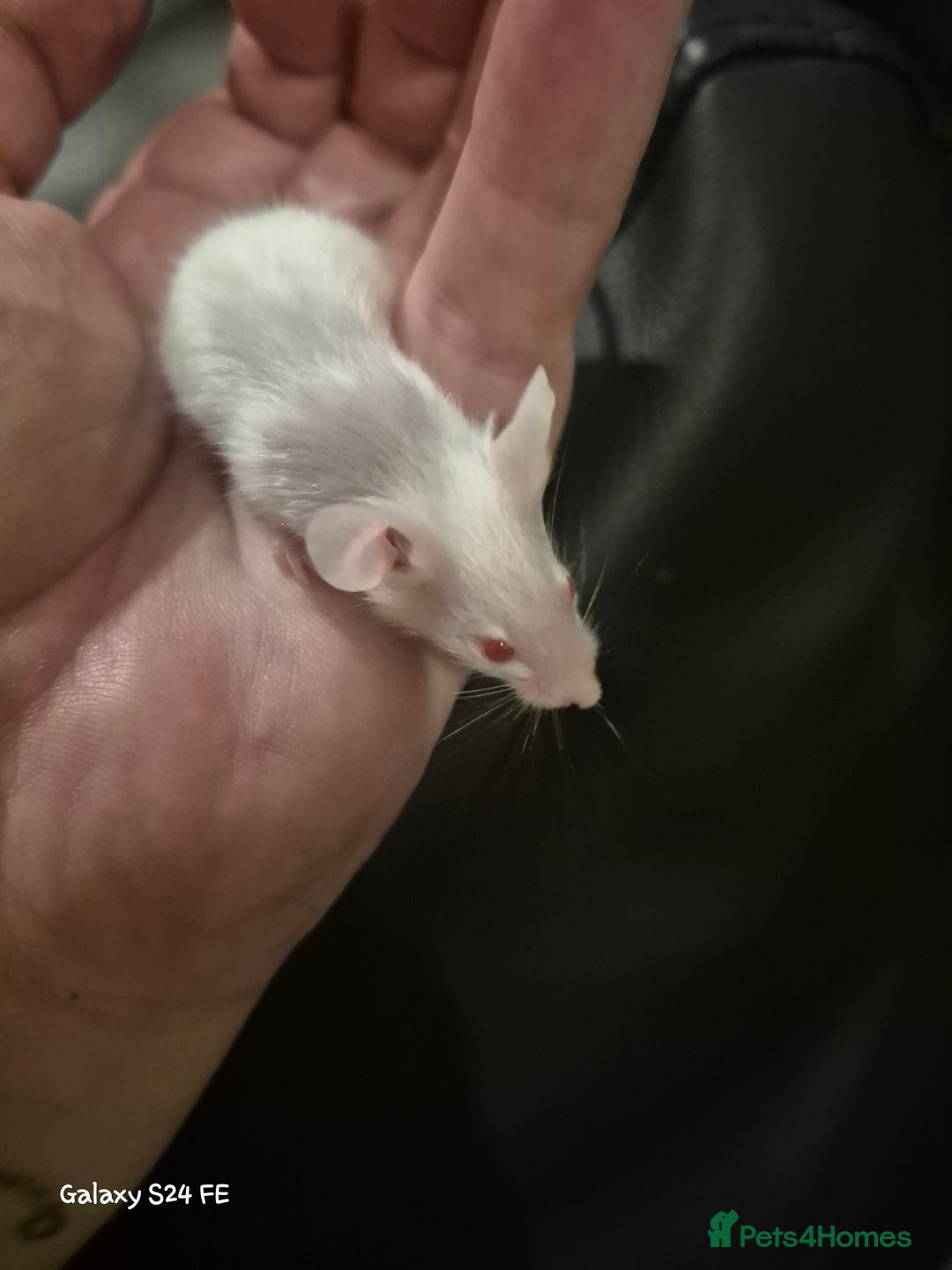 Mouse rodents for sale: Baby Fancy Mice - Image 3