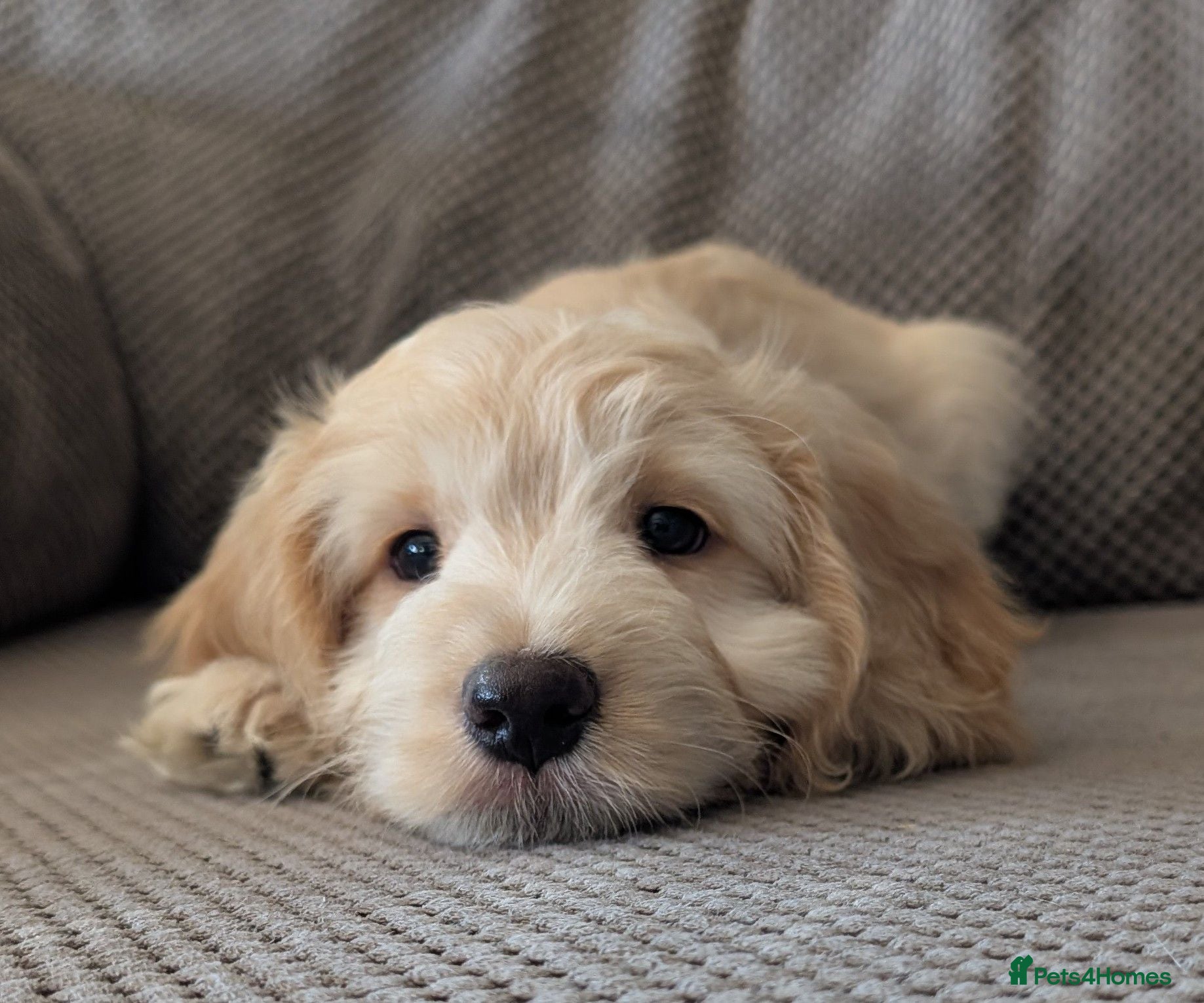 Cockapoo dogs Ready now! Licensed breeder, health tested F1 pups - Advert 2