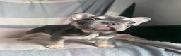 French Bulldog dogs for sale: FRENCHBULLDOG PUPPIES - Advert 3