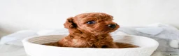 Toy Poodle dogs for sale: Gorgeous Asian Toy Poodle - Advert 7