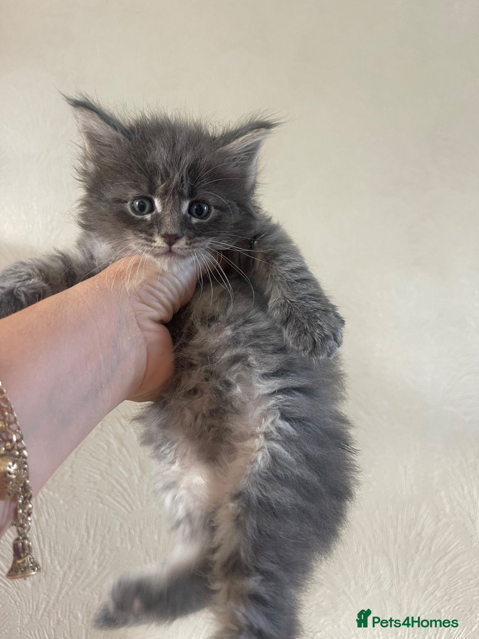 Maine Coon cats for sale: Maine Coon boy - Advert 15