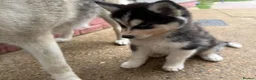 Siberian Husky dogs for sale: Siberian Husky Puppies With Beautiful Personalitie in Stoke-on-Trent - Advert 5