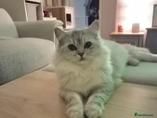 Persian cats Gorgeous Chincilla Perian kitten 😻 - Advert 1