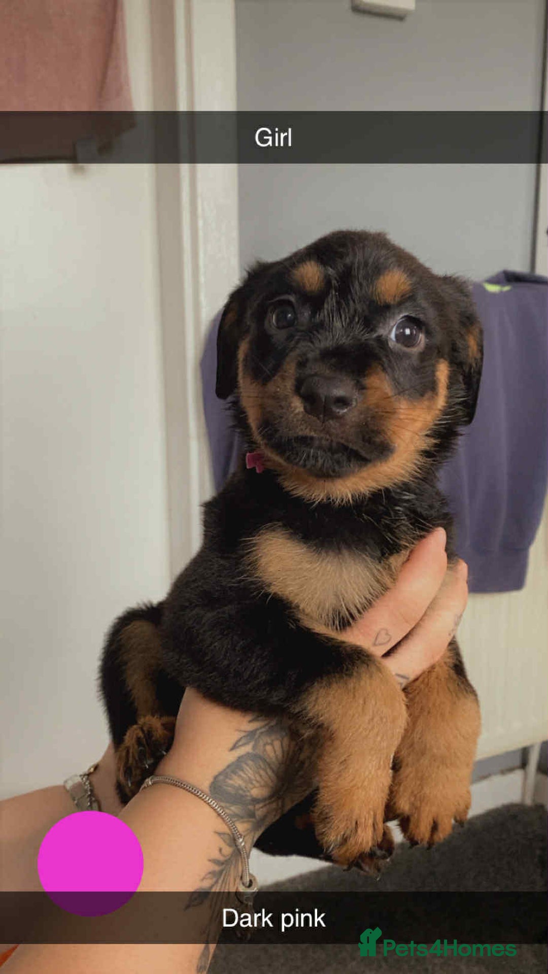 Rottweiler dogs for sale: 10 Rottweiler puppies - Image 3