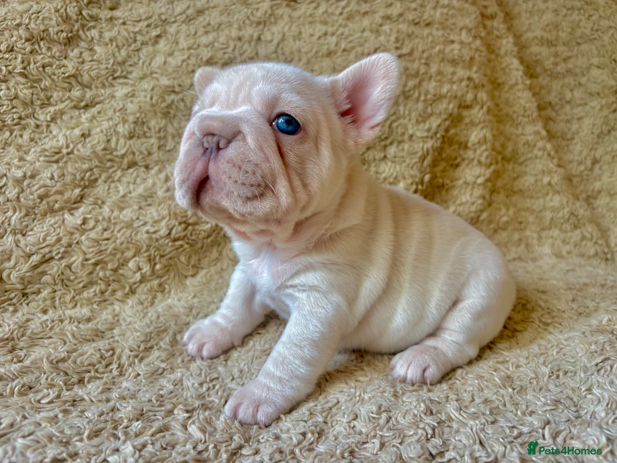 French Bulldog dogs for sale: French Bulldog Babies Ready Soon - Advert 13