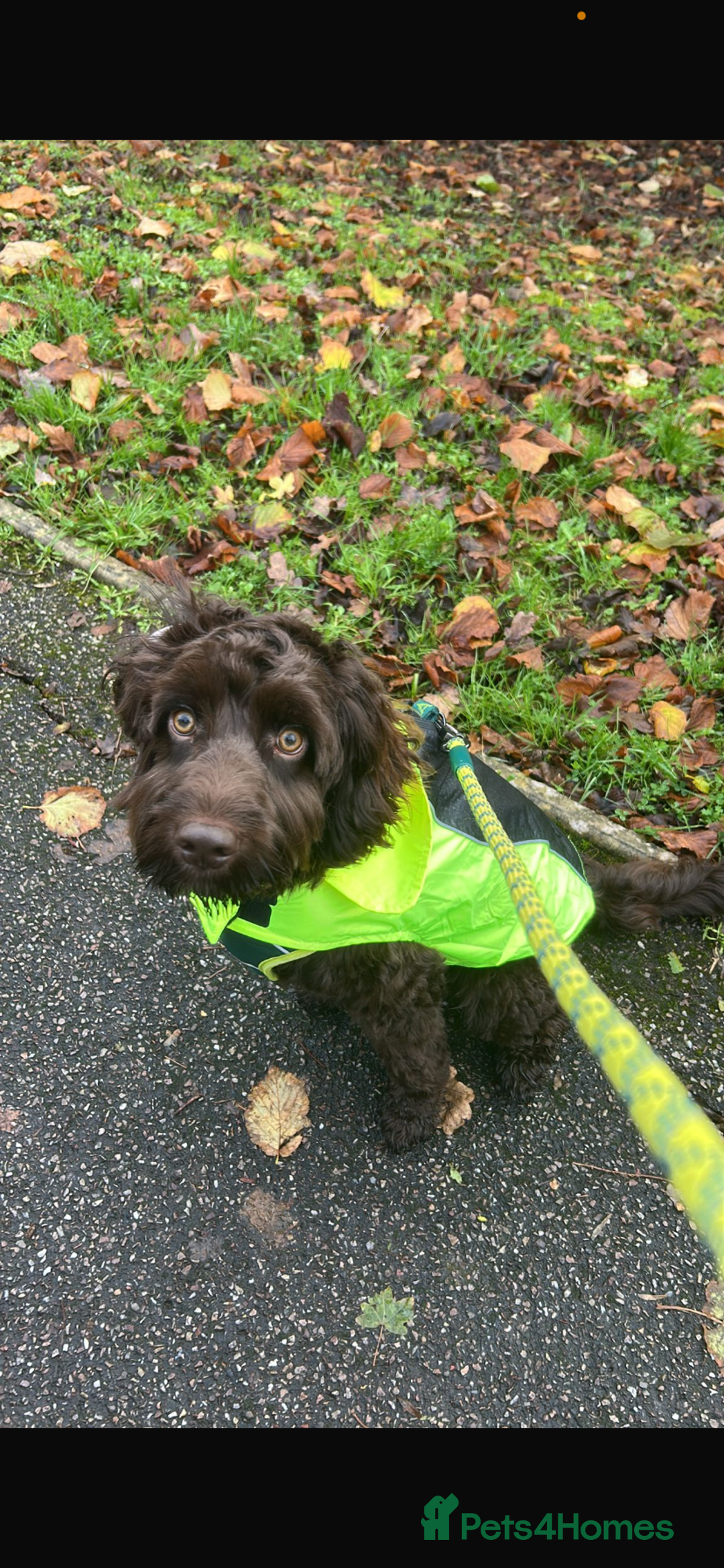 Cockapoo dogs for sale: 1 year old male cockapoo  - Advert 24