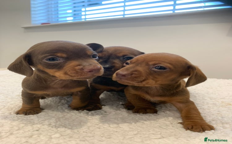 Dachshund dogs - Advert 16