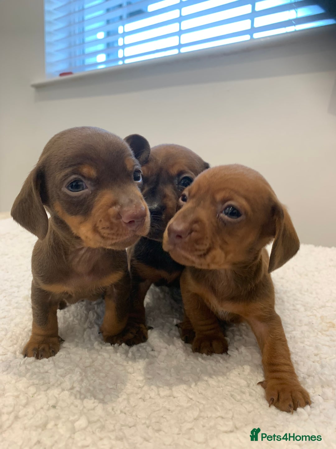 Dachshund dogs for sale: Dachshund puppies  - Image 1