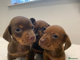 Dachshund dogs - Advert 35