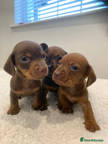 Dachshund dogs - Advert 1