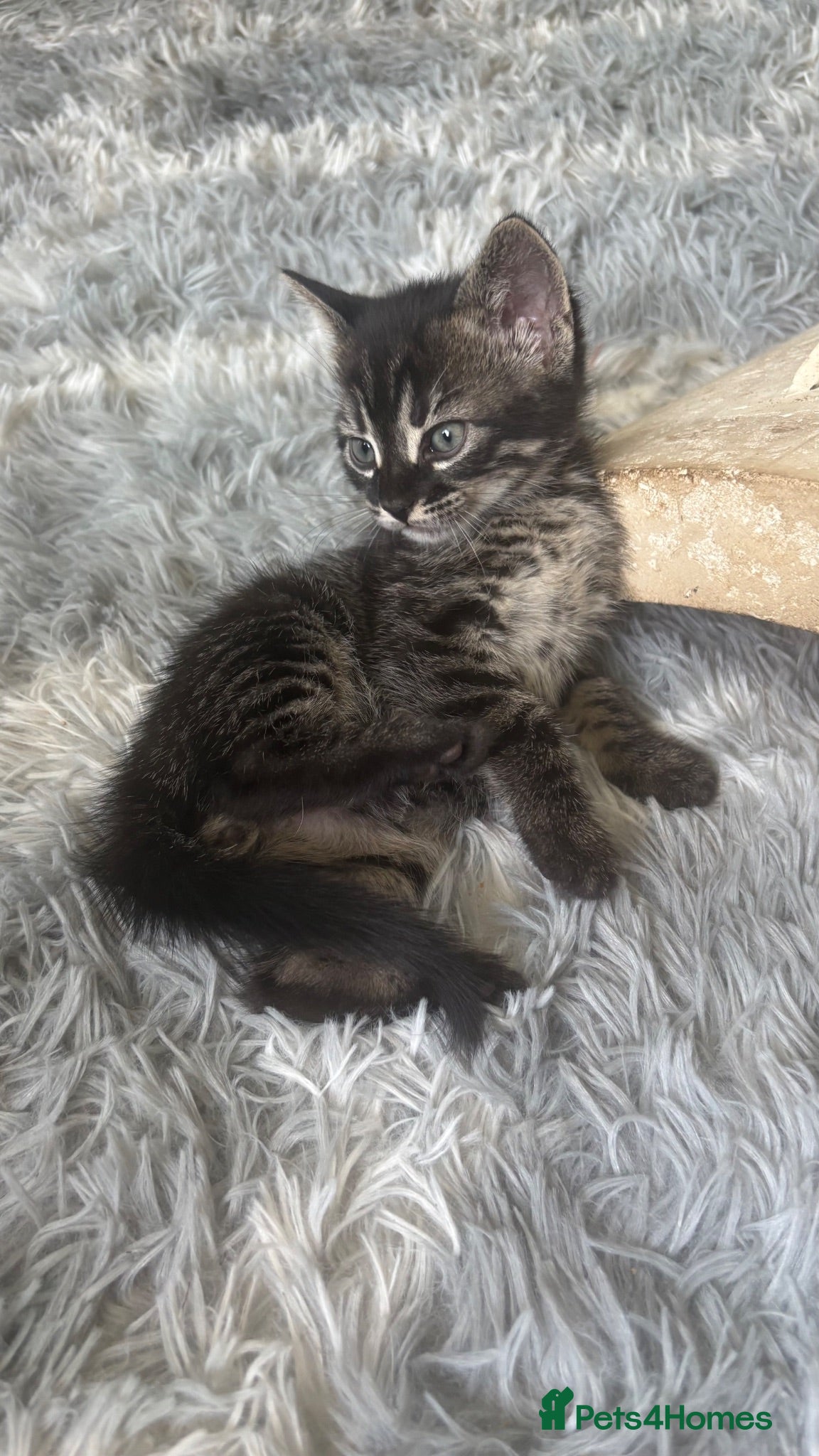 Bengal cats Half bengals majestic babies  - Advert 1