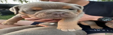 Olde English Bulldogge Green collar