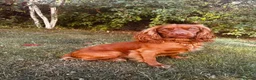 Cocker Spaniel dogs for sale: Working Cocker Spaniel Puppies in Sheerness - Advert 13