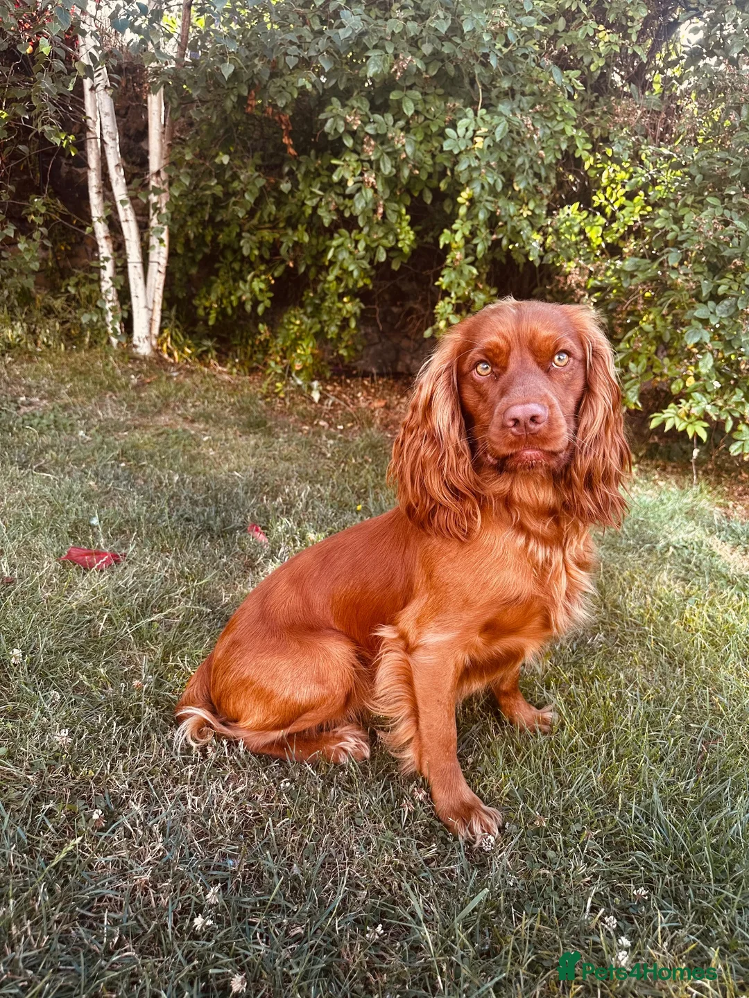 Cocker Spaniel dogs for sale: Working Cocker Spaniel Puppies in Sheerness - Advert 13