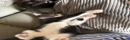 Domestic Shorthair cats for sale: Kittens and mama cat  in Chatham - Advert 4