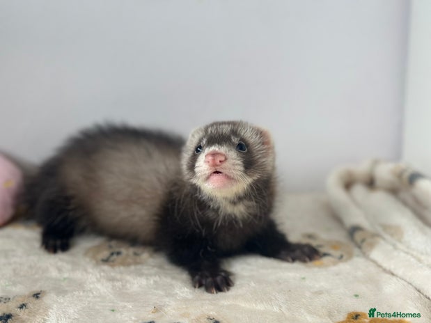 Pet Polecat For Sale At Petco Ferrets For Sale Near Me Cheap
