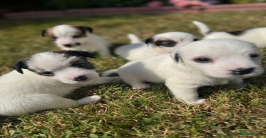 Jack Russell dogs - Advert 9