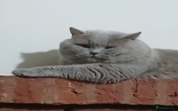 British Shorthair cats for sale: 2 Gorgeous BSH kittens - Image 7