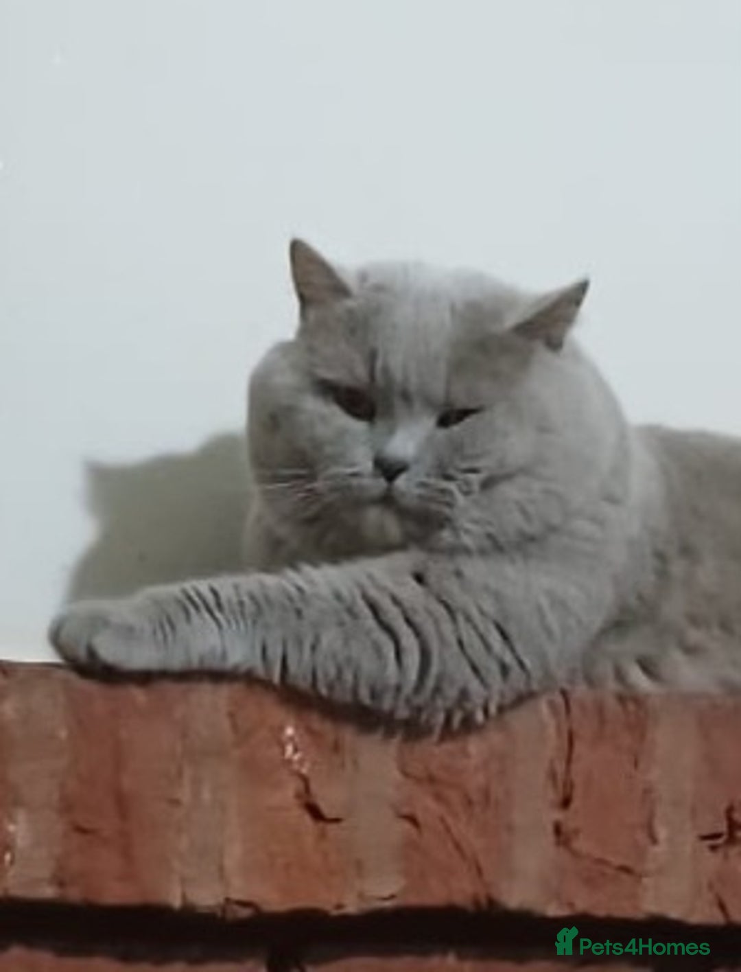 British Shorthair cats for sale: 2 Gorgeous BSH kittens - Image 7