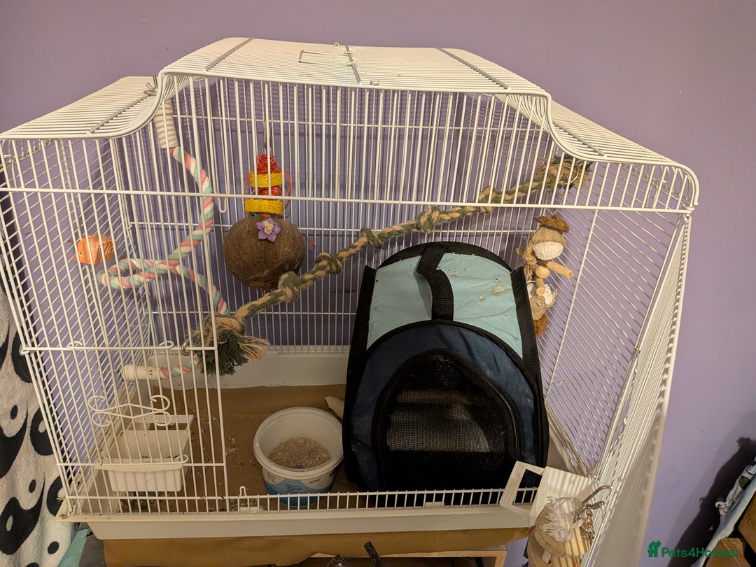 Cockatiels birds for sale: Beautiful male cockatiel less than 1 years old - Advert 5