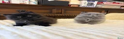 British Longhair cats for sale: Adorable British Long Hair Kittens (Girl & Boy)  - Advert 18