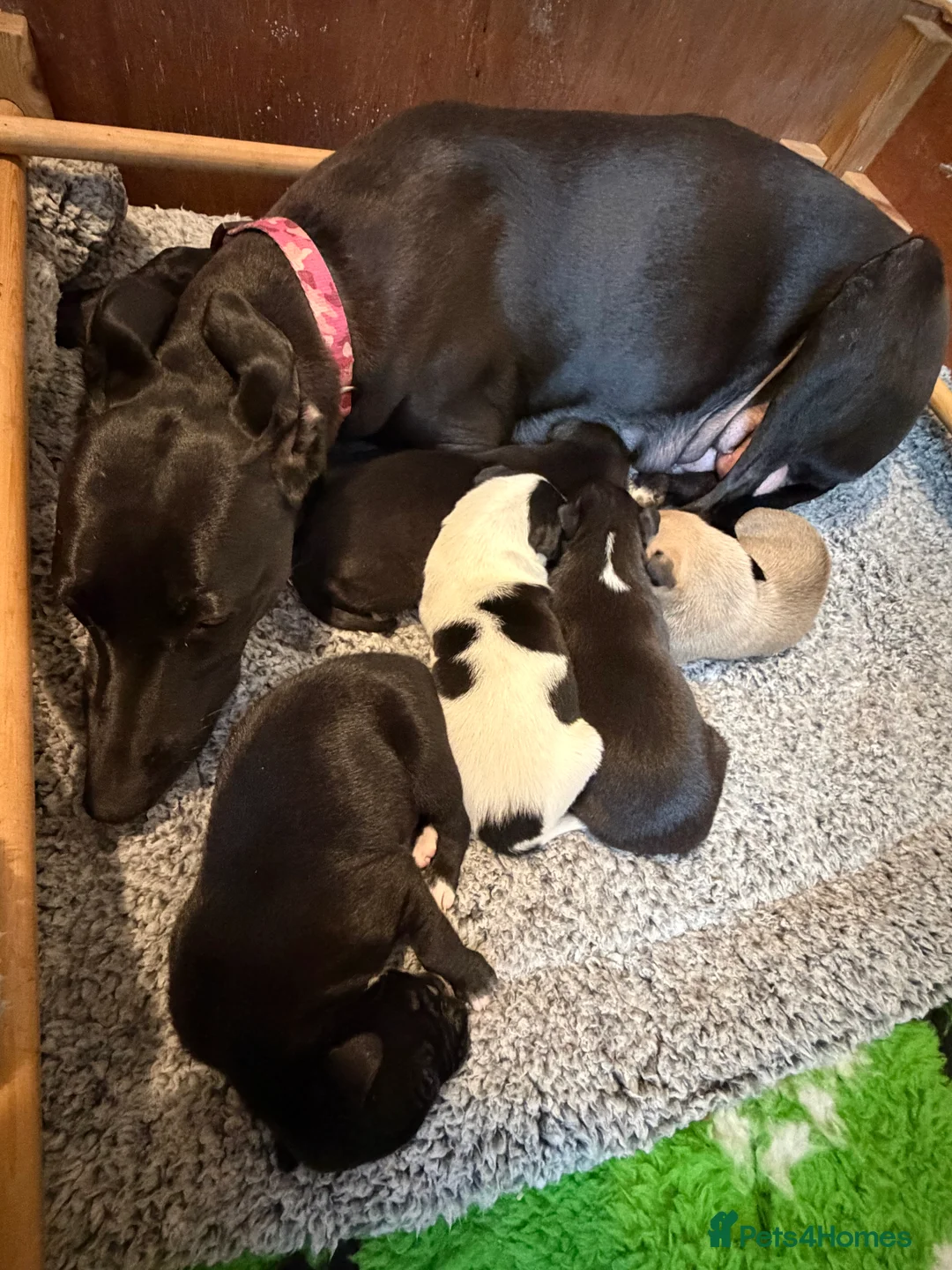 Lurcher dogs for sale: Bull greyhound bitch puppy  - Advert 2