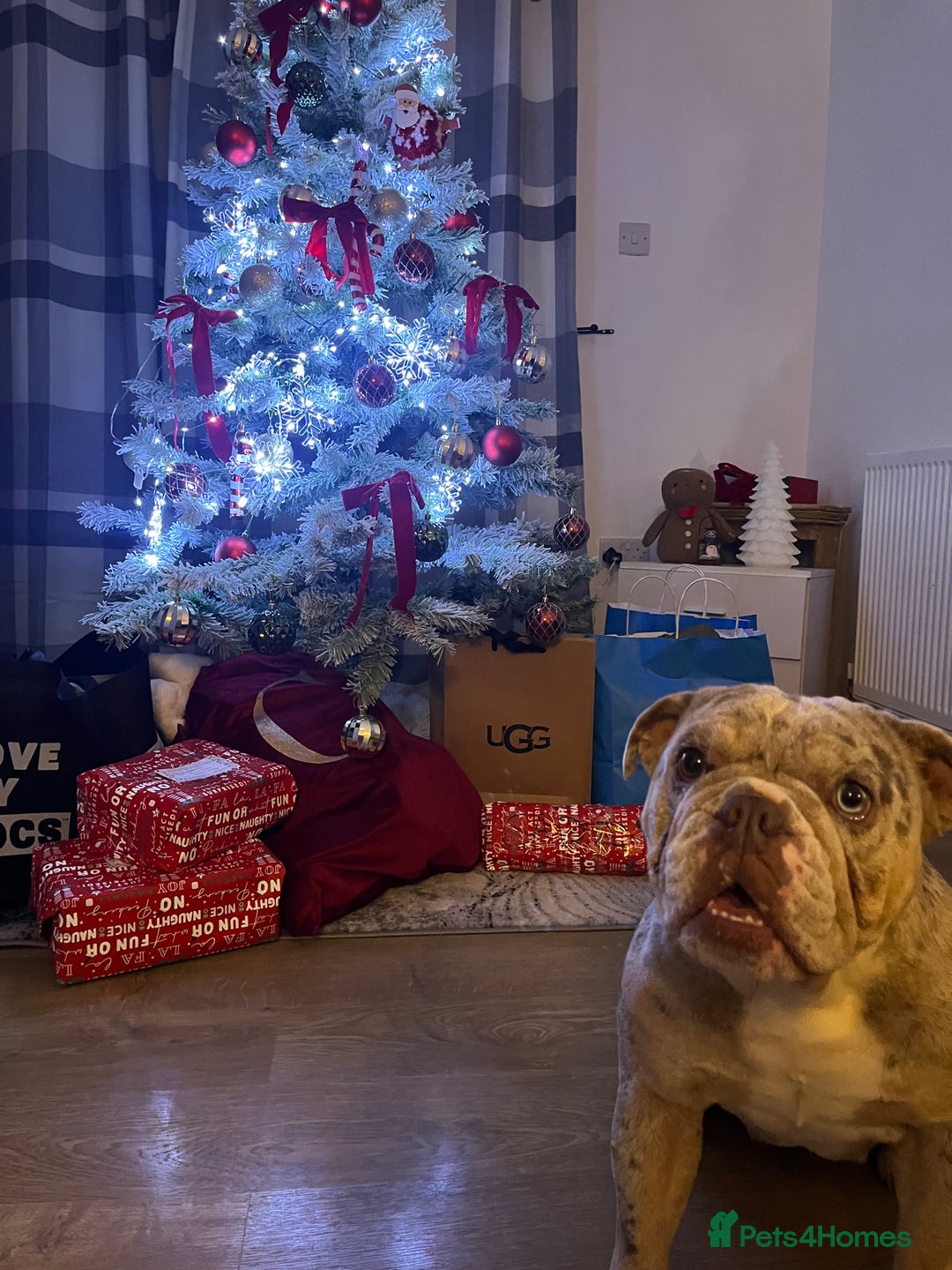 English Bulldog dogs for sale: 2 year old Lilac merle  - Advert 8