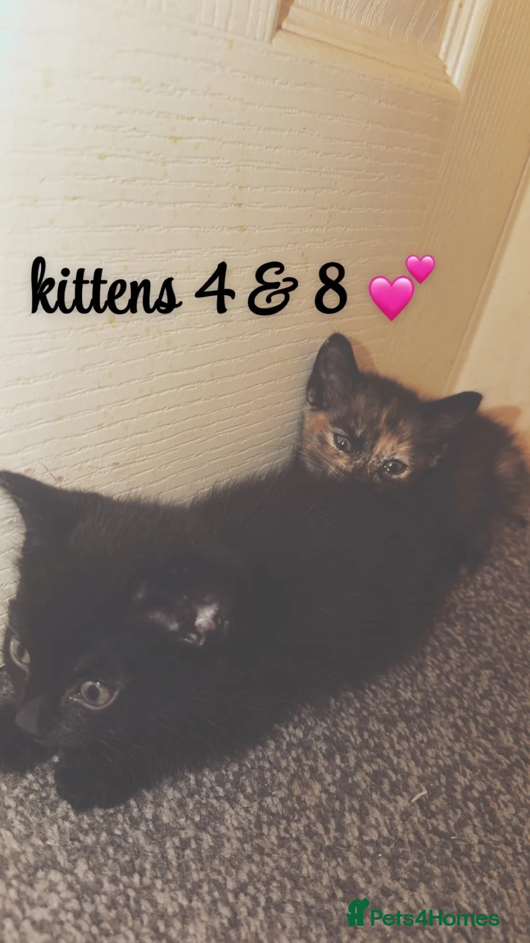Mixed Breed cats for sale: 8 kittens looking for new homes🩷💙 in Luton - Advert 10