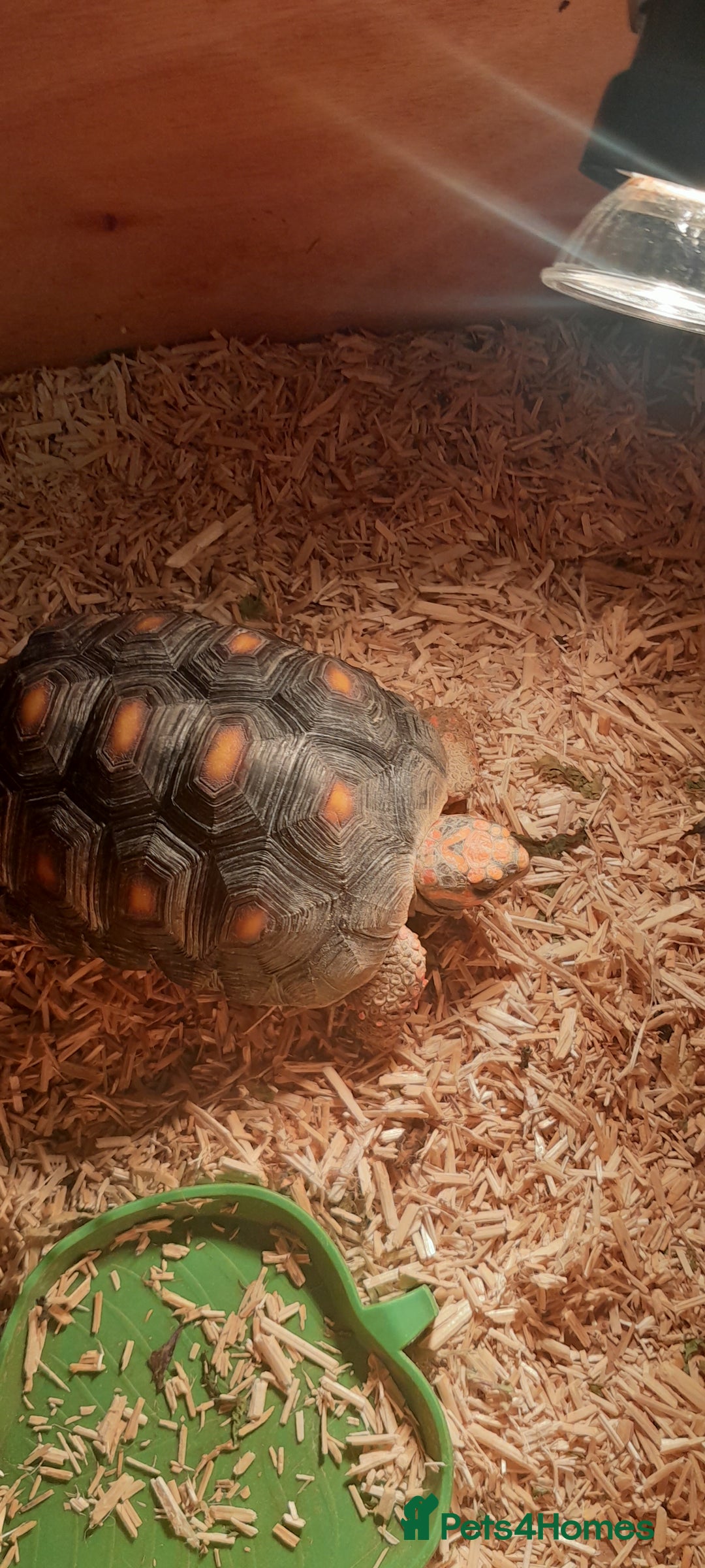 Tortoise reptiles for sale: Red foot tortoise - Image 3