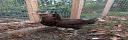 Hens poultry for sale: Pure Aseel Chickens –Cocks, Hens & Pairs Available - Advert 8