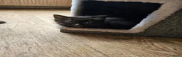 Mixed Breed cats for sale: 2 boys and a little girl - Advert 2
