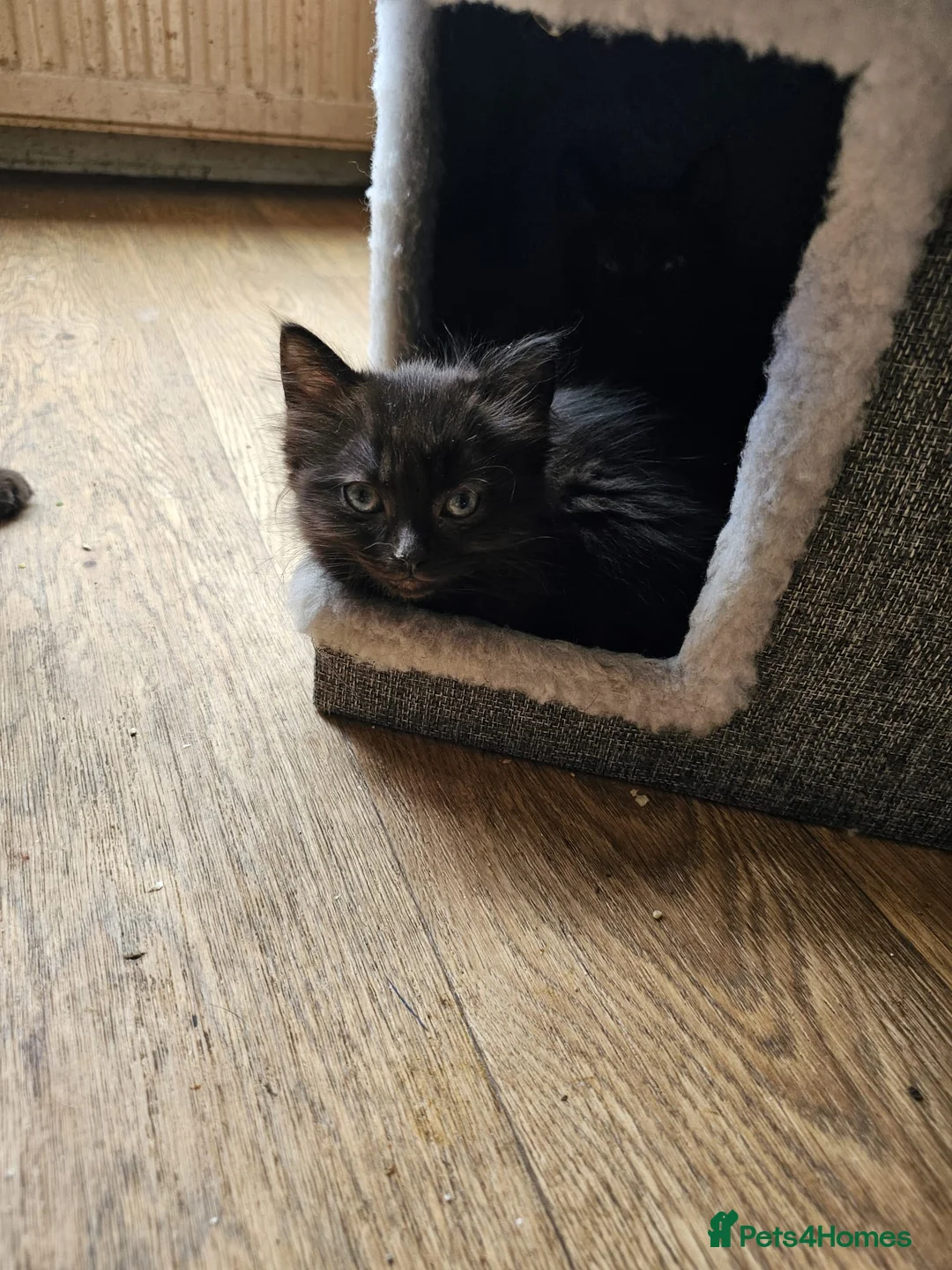 Mixed Breed cats for sale: 2 boys and a little girl - Advert 2
