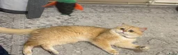British Shorthair cats for stud: Purebred British male golden cat - Advert 9